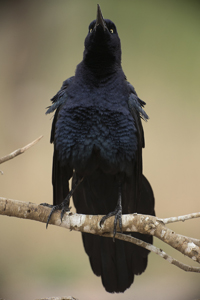 grackle